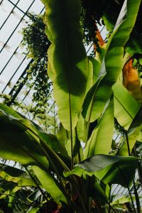 Kaboompics - Overlapping Palm Fronds in a Lush Garden