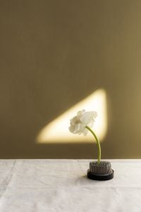 Kaboompics - White Flower in Sunlit Floral Frog Still Life