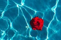 Kaboompics - Fresh garden rose on the blue water of a swimming pool on a warm summer day