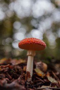 Kaboompics - Toadstool growing in the forest