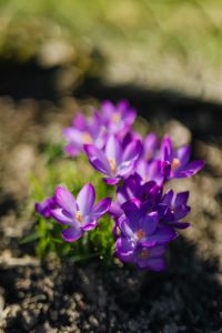 Kaboompics - Purple crocuses blooming in spring