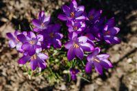Kaboompics - Purple crocuses blooming in spring