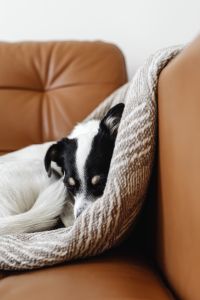 Kaboompics - Small White Dog Curled in a Knit Blanket on a Brown Leather Sofa, Vertical View