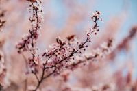 Kaboompics - Dreamy Soft Focus Cherry Plum Flowers with Pastel Bokeh
