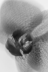 Kaboompics - Black and White Orchid Macro Abstract