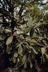 Kaboompics - Cactus Branches with Round Fruit and Tropical Foliage