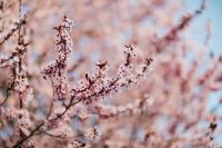 Kaboompics - Pink Cherry Plum Blossom Branch over Soft Pastel Bokeh