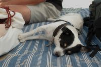 Kaboompics - Small Dog Napping Beside a Person on a Blue Striped Beach Mat