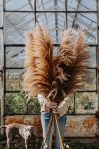 Kaboompics - Pampas Plumes in Front of a Weathered Greenhouse