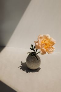 Kaboompics - Speckled Vase with Peach Flower and Sunlit Neutral Background
