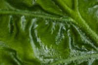 Kaboompics - Tropical Leaf Texture Background