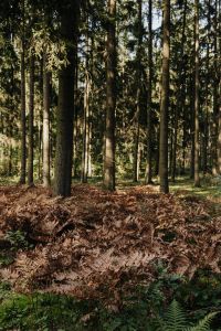 Kaboompics - Fern-Covered Forest Floor Beneath Tall Trees