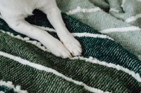 Kaboompics - Close-Up of Dog Paws on Soft Green Blanket