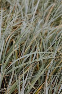 Kaboompics - Sea Grasses Blowing In Breeze - Backgrounds
