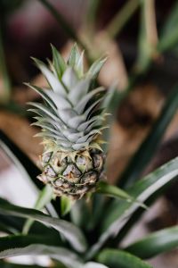 Kaboompics - Pineapple blossom