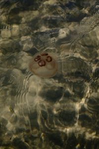 Kaboompics - Jellyfish on Sandy Seabed in Shallow Sea