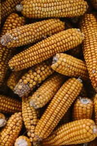 Corncobs