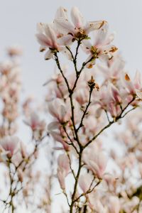 Kaboompics - Spring Magnolia Blossoms with Soft Focus and Copy Space
