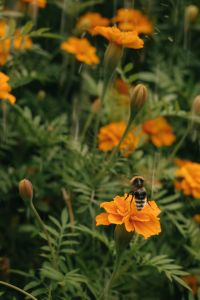 Kaboompics - Bee In Rainy Garden