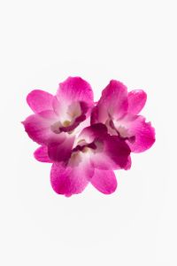 Kaboompics - Soft Pink Orchid Cluster Centered On White Background