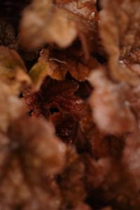 Kaboompics - Macro View of Warm Brown Autumn Flower Texture