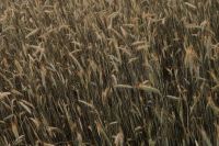 Kaboompics - Feathery Meadow Grasses in a Warm Natural Texture