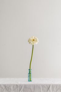 Kaboompics - White Gerbera in a Small Blue Glass Vase
