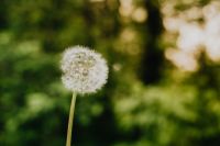 Kaboompics - White Dandelion Clock on a Stem Against Dark Green Foliage