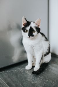 Cute white kitty