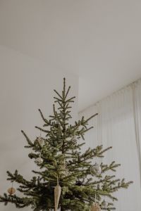 Kaboompics - Upper Branches of a Christmas Tree in a Bright Interior