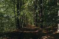 Kaboompics - Sunlit Forest Path Through Tall Trees