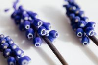 Kaboompics - Grape hyacinth flower - Muscari
