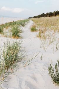 Kaboompics - Grass on a beach