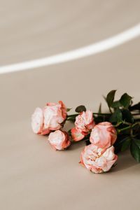 Kaboompics - Vertical Blush Roses on Neutral Background with Copy Space