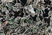 Kaboompics - Frozen Leaves with a Snow Patch on a Dark Background