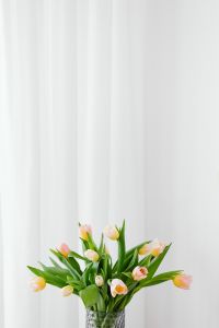 Kaboompics - Tulips Framing the Lower Edge of a White Curtain Background for Copy Space