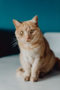 Kaboompics - Ginger Cat Sitting on a White Round Table Against a Teal Wall