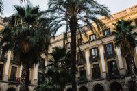 Kaboompics - Palm trees in Spain