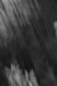 Kaboompics - Blurred Black and White Flowers With Vertical Camera Movement