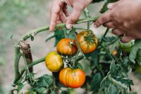 Kaboompics - Supporting a Tomato Vine While Tying It to a Garden Stake
