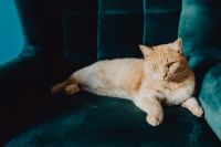 Kaboompics - Ginger Cat Lounging on a Teal Velvet Armchair at Home