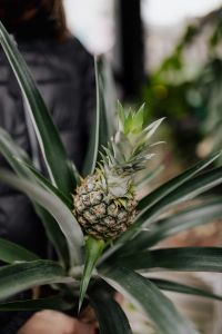 Kaboompics - Woman holding a pineapple blossom