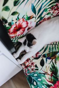 Kaboompics - Essential element to support a wall unit - the cat