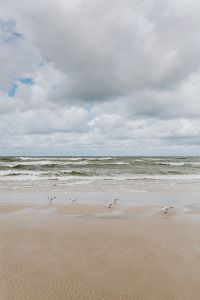 Kaboompics - Seagulls by the Sea