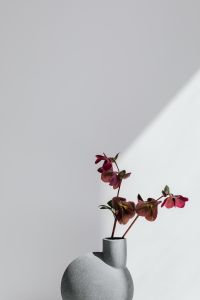 Kaboompics - Gray Sculptural Vase and Burgundy Flowers in Soft Light