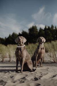 Kaboompics - Canine Couture - Paws and Style
