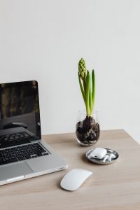 Kaboompics - Laptop and Green Plant in Glass Vase with AirPods and Mouse