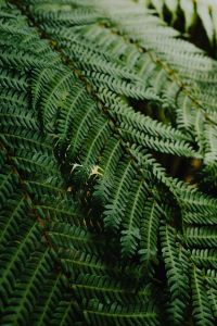 Kaboompics - Fern Growing in a Forested Garden Setting