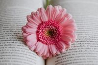 Kaboompics - Pink Gerbera on Open Pages, Horizontal View