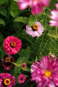Kaboompics - Mixed Pink Flowers in a Summer Garden
